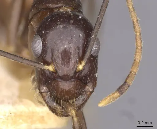 Camponotus barbatus specimen CASENT0910135 image casent0910135_2