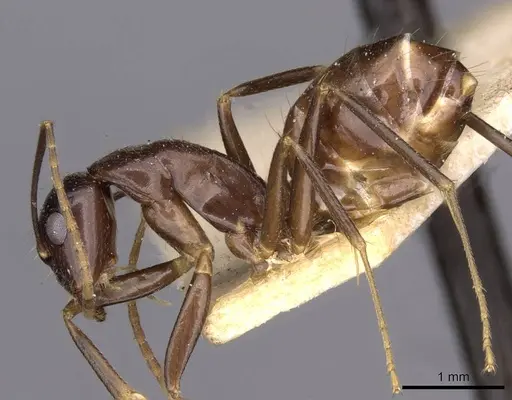Camponotus barbatus specimen CASENT0910135 image casent0910135_3