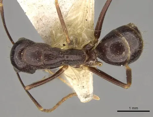 Camponotus barbatus specimen CASENT0914000 image casent0914000_1