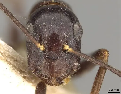 Camponotus barbatus specimen CASENT0914000 image casent0914000_2