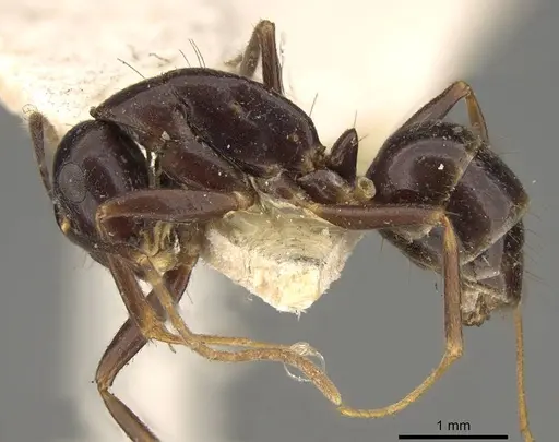 Camponotus barbatus specimen CASENT0914000 image casent0914000_3