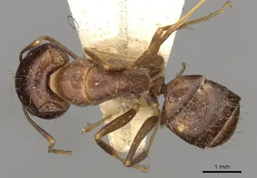Camponotus barbatus specimen CASENT0914001 image casent0914001_1