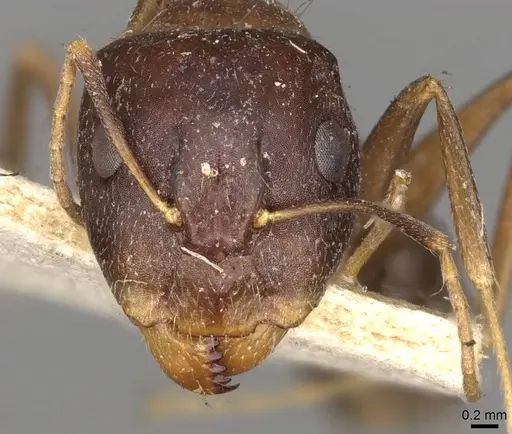 Camponotus barbatus specimen CASENT0914001 image casent0914001_2