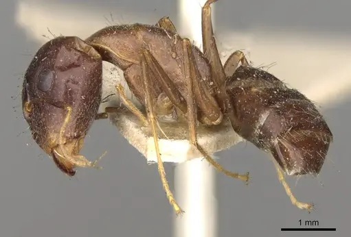 Camponotus barbatus specimen CASENT0914001 image casent0914001_3