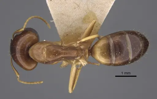 Camponotus barbatus specimen CASENT0917853 image casent0917853_1