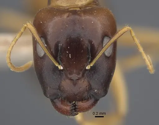 Camponotus barbatus specimen CASENT0917853 image casent0917853_2