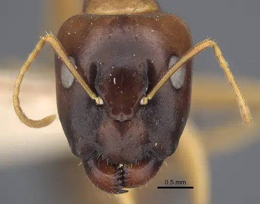 Camponotus barbatus specimen CASENT0917853 image casent0917853_3