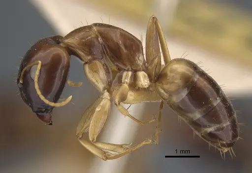 Camponotus barbatus specimen CASENT0917853 image casent0917853_4