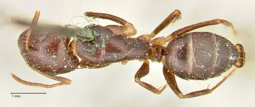 Camponotus barbatus specimen FOCOL2427 image focol2427_1