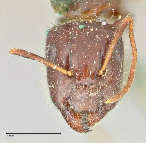 Camponotus barbatus specimen FOCOL2427 image focol2427_2