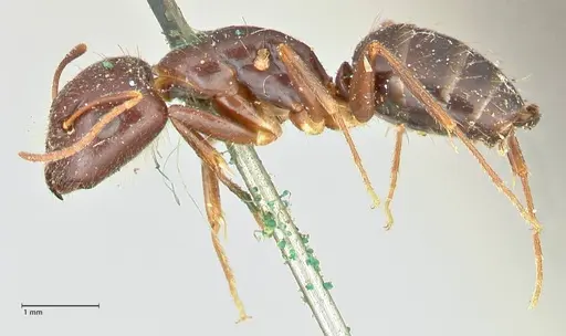 Camponotus barbatus specimen FOCOL2427 image focol2427_3