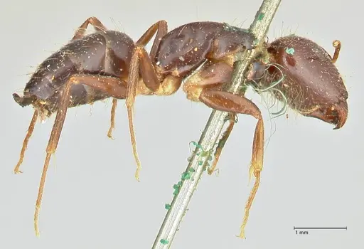 Camponotus barbatus specimen FOCOL2427 image focol2427_4