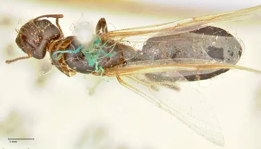 Camponotus barbatus specimen FOCOL2428 image focol2428_1