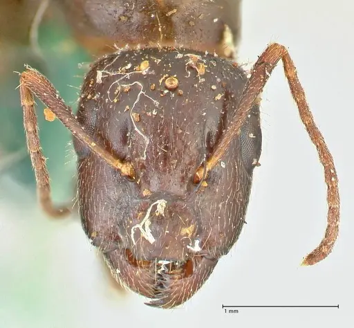 Camponotus barbatus specimen FOCOL2428 image focol2428_2