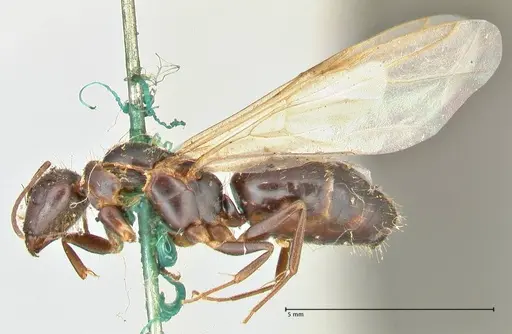 Camponotus barbatus specimen FOCOL2428 image focol2428_3