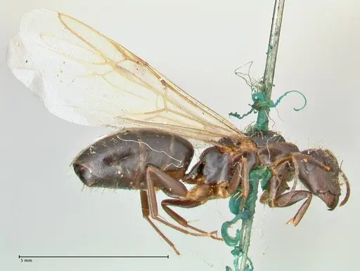 Camponotus barbatus specimen FOCOL2428 image focol2428_4