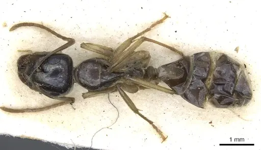 Camponotus basuto specimen CASENT0903523 image casent0903523_1