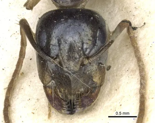 Camponotus basuto specimen CASENT0903523 image casent0903523_2