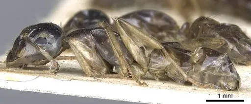Camponotus basuto specimen CASENT0903523 image casent0903523_3