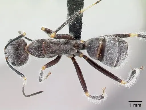 Camponotus batesii specimen CASENT0050503 image casent0050503_1