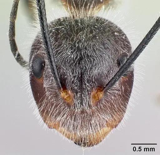 Camponotus batesii specimen CASENT0050503 image casent0050503_2