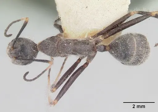 Camponotus batesii specimen CASENT0101366 image casent0101366_1