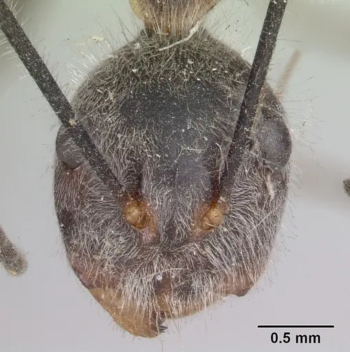 Camponotus batesii specimen CASENT0101366 image casent0101366_2