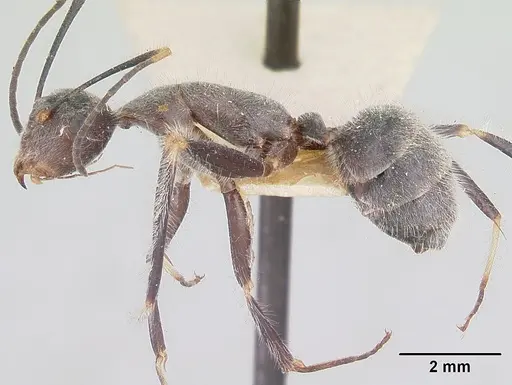 Camponotus batesii specimen CASENT0101366 image casent0101366_3