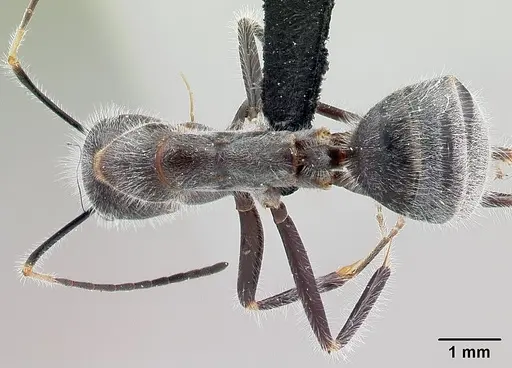 Camponotus batesii specimen CASENT0179425 image casent0179425_1