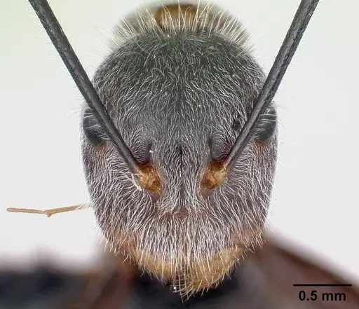 Camponotus batesii specimen CASENT0179425 image casent0179425_2