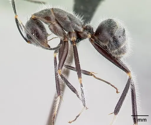 Camponotus batesii specimen CASENT0179425 image casent0179425_3