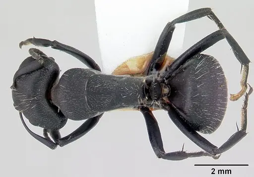 Camponotus bayeri specimen CASENT0178247 image casent0178247_1