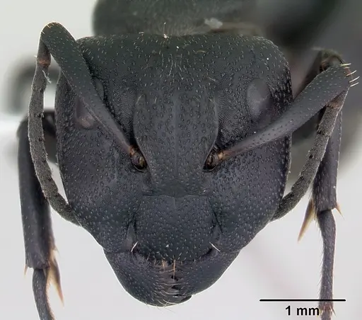 Camponotus bayeri specimen CASENT0178247 image casent0178247_2