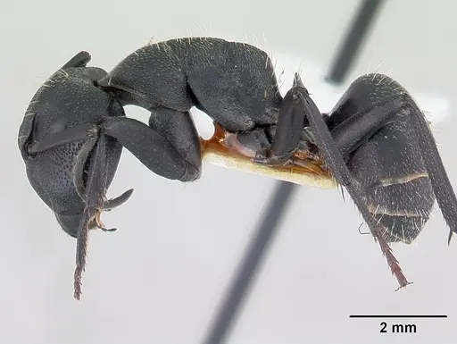 Camponotus bayeri specimen CASENT0178247 image casent0178247_3