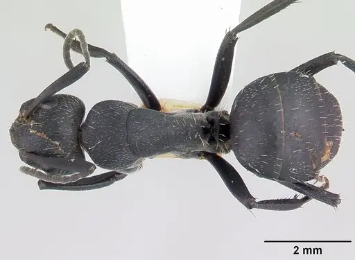 Camponotus bayeri specimen CASENT0178248 image casent0178248_1