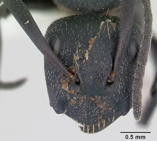 Camponotus bayeri specimen CASENT0178248 image casent0178248_2