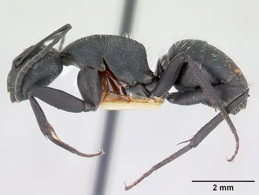 Camponotus bayeri specimen CASENT0178248 image casent0178248_3