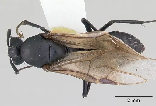 Camponotus bayeri specimen CASENT0178249 image casent0178249_1