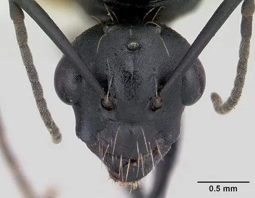 Camponotus bayeri specimen CASENT0178249 image casent0178249_2