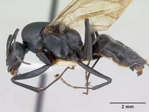 Camponotus bayeri specimen CASENT0178249 image casent0178249_3
