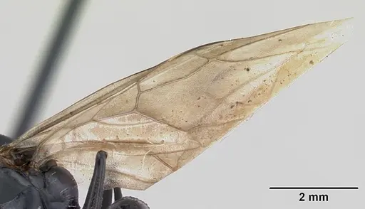 Camponotus bayeri specimen CASENT0178249 image casent0178249_4