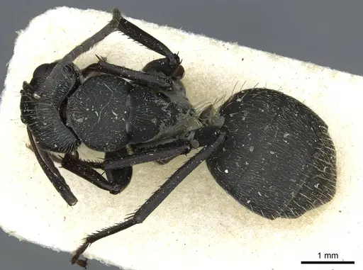 Camponotus bayeri specimen RMCAENT000017816 image rmcaent000017816_1