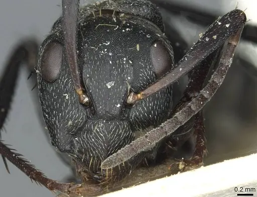 Camponotus bayeri specimen RMCAENT000017816 image rmcaent000017816_2