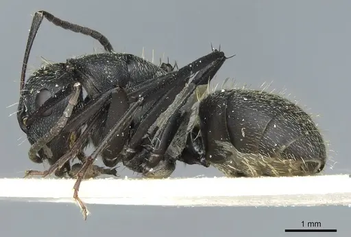 Camponotus bayeri specimen RMCAENT000017816 image rmcaent000017816_3