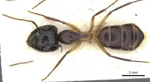 Camponotus baynei specimen CASENT0903518 image casent0903518_1