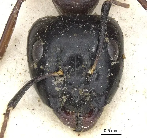 Camponotus baynei specimen CASENT0903518 image casent0903518_2
