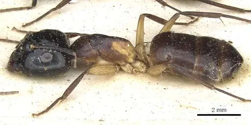 Camponotus baynei specimen CASENT0903518 image casent0903518_3