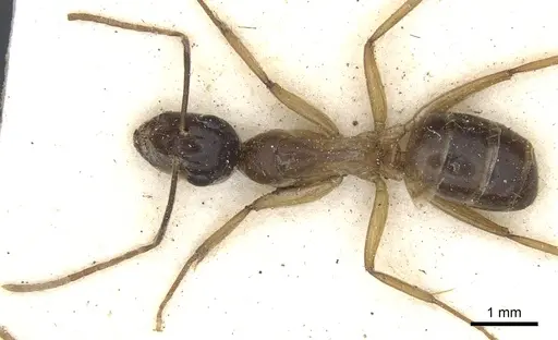 Camponotus baynei specimen CASENT0903519 image casent0903519_1