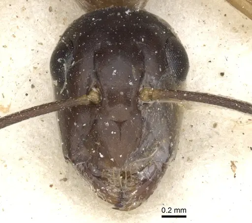 Camponotus baynei specimen CASENT0903519 image casent0903519_2