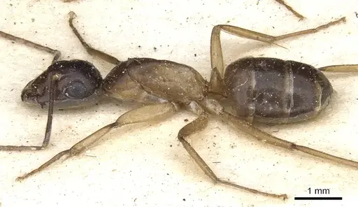 Camponotus baynei specimen CASENT0903519 image casent0903519_3